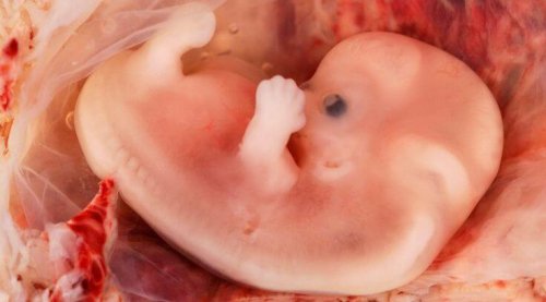 sviluppo-feto