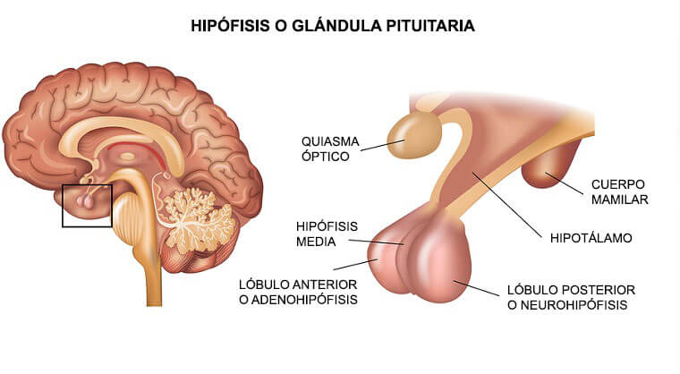 Gli ormoni sono sostanze chimiche secrete per ordine del cervello.