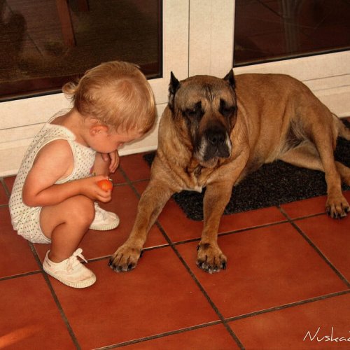 ¿Qué mascota es mejor para mi hijo?