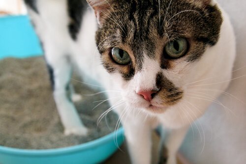 ¿Qué es la toxoplasmosis?