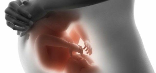 El desarrollo del bebé en la matriz mes a mes