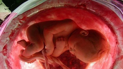 ¿En qué consiste la conservación de células madre?