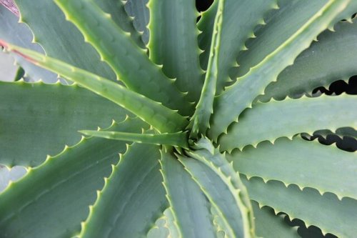 Aloe verasta voi valmistaa kotihoitoja lasten arpien häivyttämiseen.