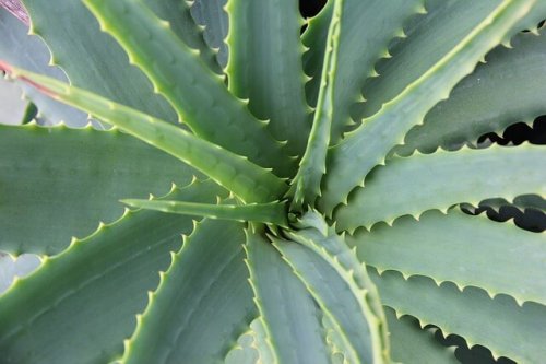 La plante d'aloe vera.