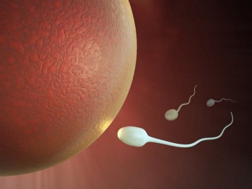 fecundación-ovulo-espermatozoides