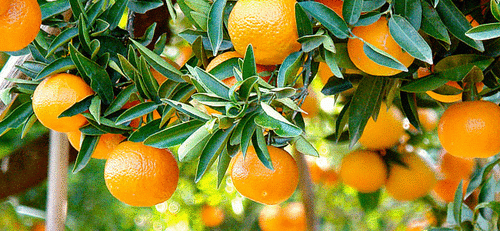 Oranges on an orange tree.