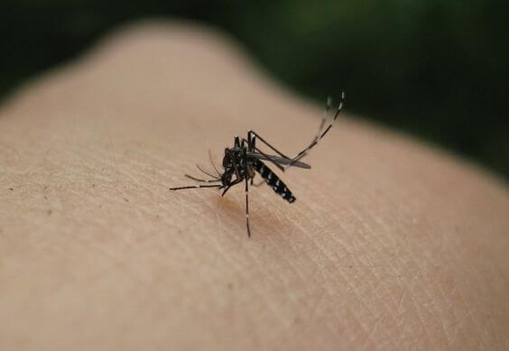 Virus Zika, la amenaza más reciente para el embarazo