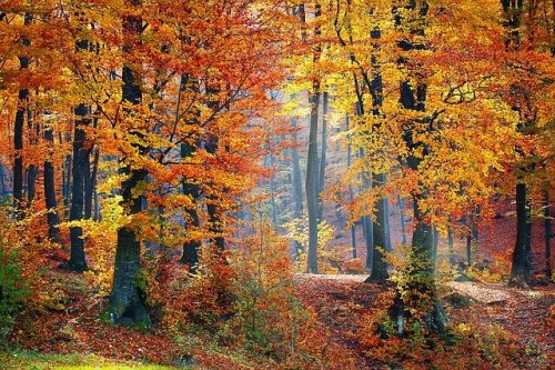 woods-1072819_640