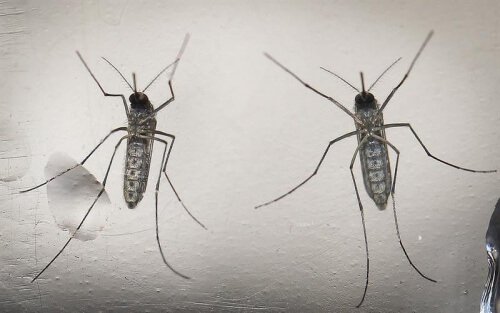 Lo que las embarazadas deben saber sobre el Virus zika