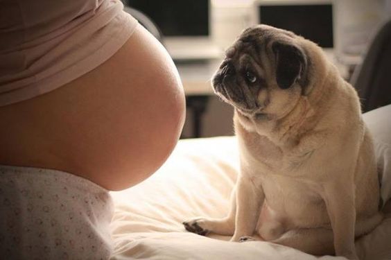 Tener un perro durante el embarazo tiene sus beneficios