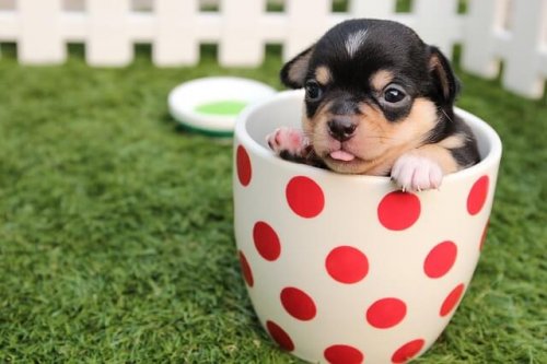 Cómo elegir la mejor mascota para tu hijo