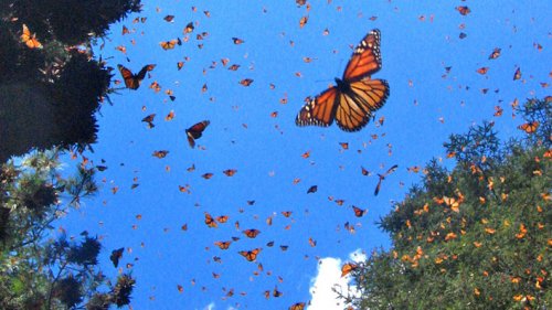 Mariposas en el cielo