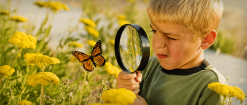 Niño viendo mariposas