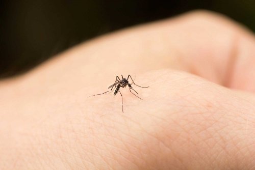 El complejo B es ideal para combatir las picaduras de mosquitos