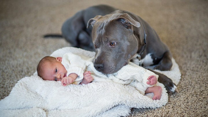Desde pequeños, los perros pueden ser grandes amigos de los niños.