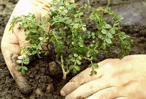 crea un jardín
