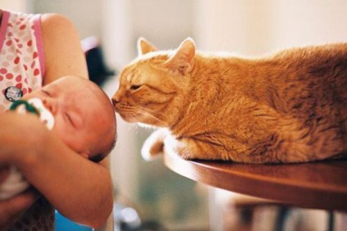 gatos y bebes