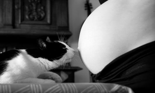 Toxoplasmosis y el embarazo, ¿verdadero o falso?