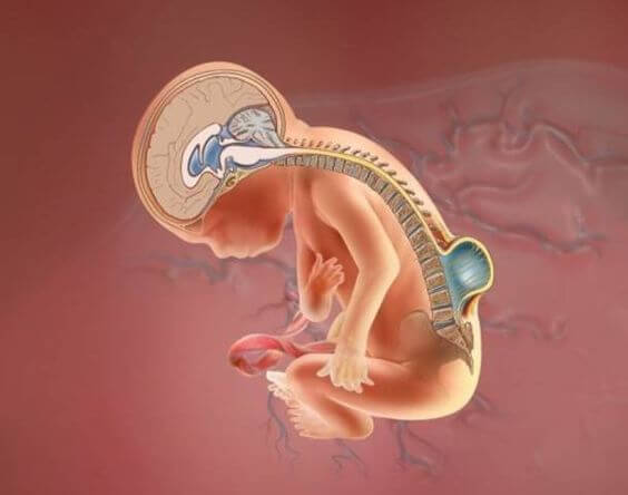 Estudio hace posible diagnosticar espina bífida en el feto
