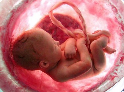 7 curiosidades sobre el embarazo que quizás te sorprenderán