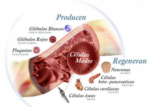 Que-Son-Celulas-Madre
