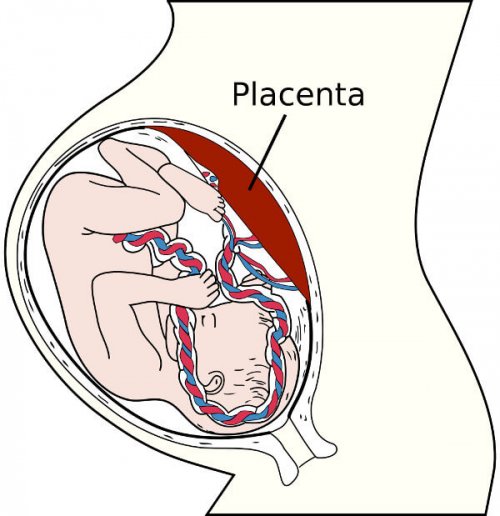 placenta durante el embarazo