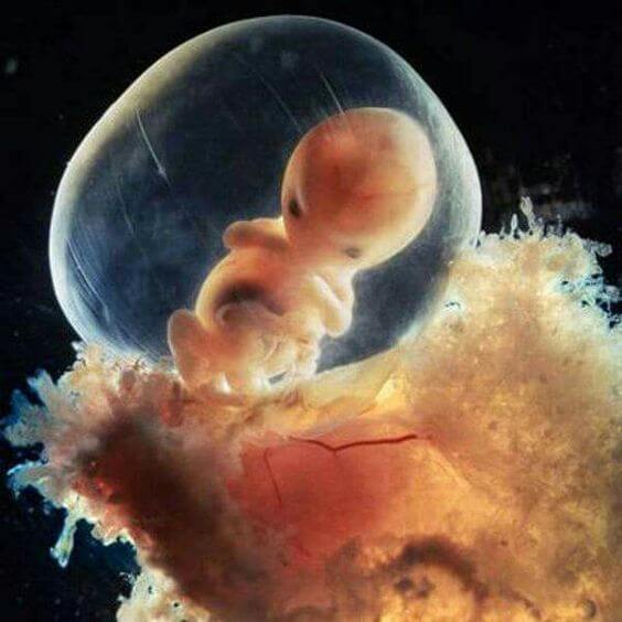 De embrión a feto, el milagro de la octava semana
