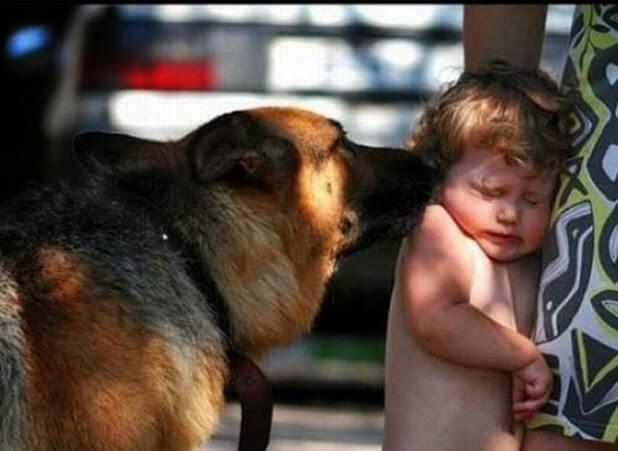 Si a mi hijo le muerde un perro, es probable que desarrolle mucho miedo hacia ellos.