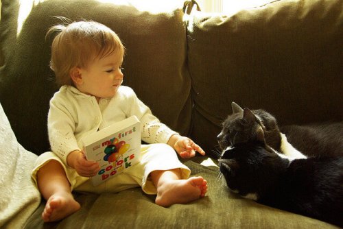 gatos