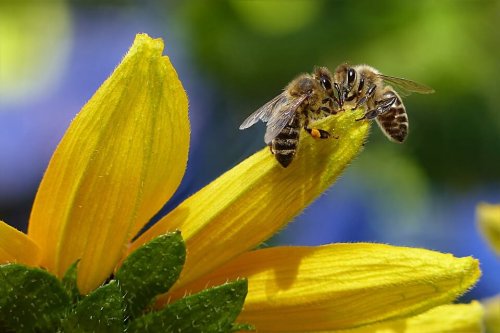 El propóleo es una sustancia que proviene de las abejas.