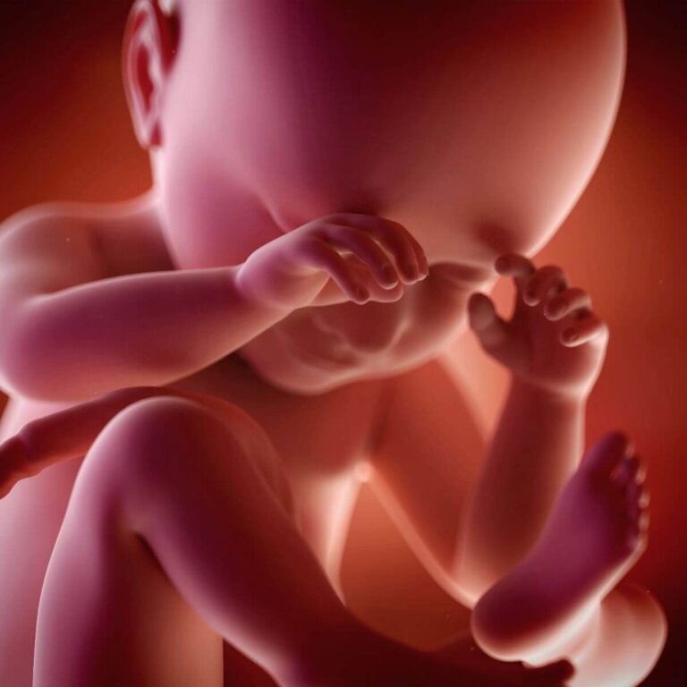 Vivificación: el primer movimiento de tu bebé