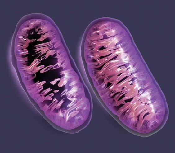 Des cellules