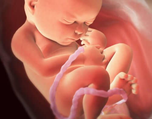 El feto se desarrolla en el útero y recibe los nutrientes necesarios por medio del cordón umbilical