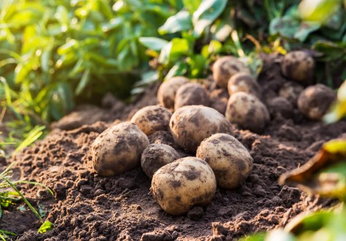 Las patatas contienen una gran cantidad de almidón