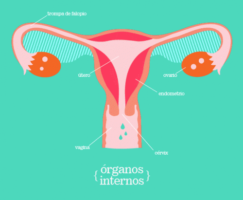 Los órganos internos del aparato reproductor femenino incluyen los ovarios donde se encuentran los óvulos
