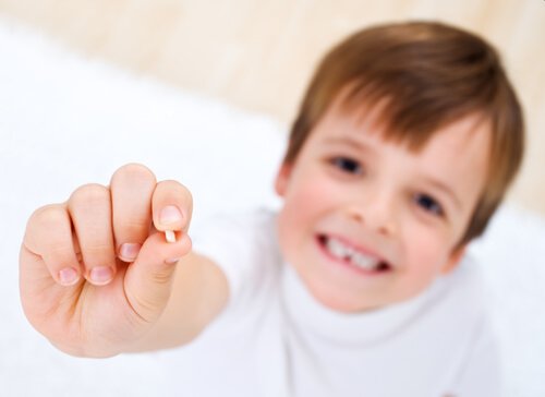La caída de los dientes comienza cerca de los cinco años de edad.