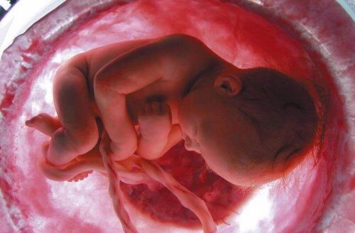 le cordon ombilical dans l'utérus