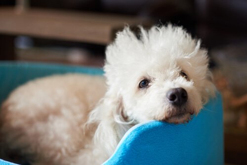 El poodle es una de las mejores razas de perro pequeños para niños.