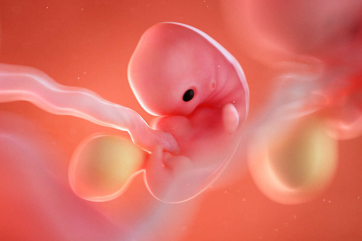 Embrión el a semana 7 del embarazo
