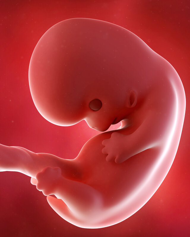 Girar también Despertar Semana 8 del embarazo: síntomas, desarrollo del bebé y recomendaciones -  Eres Mamá