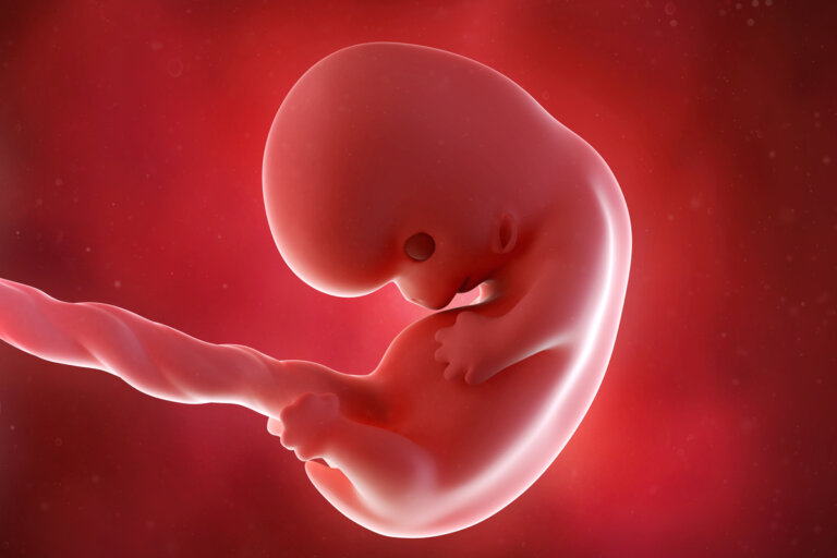 Semana 8 del embarazo: síntomas, desarrollo del bebé y recomendaciones