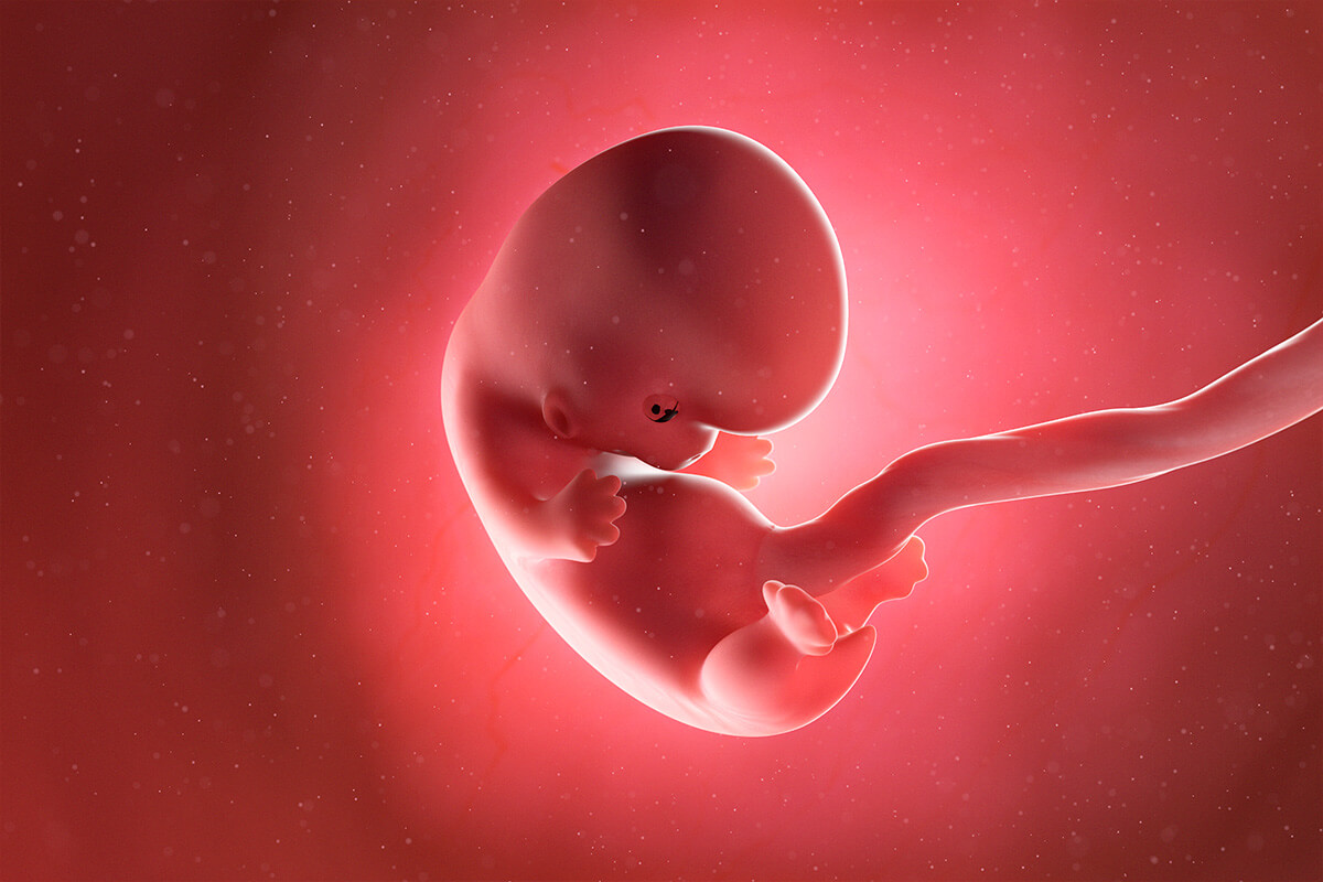 Embrión en la semana 8 del embarazo