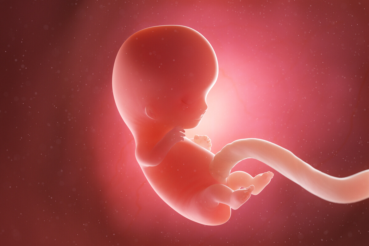 Embrione alla nona settimana di gravidanza