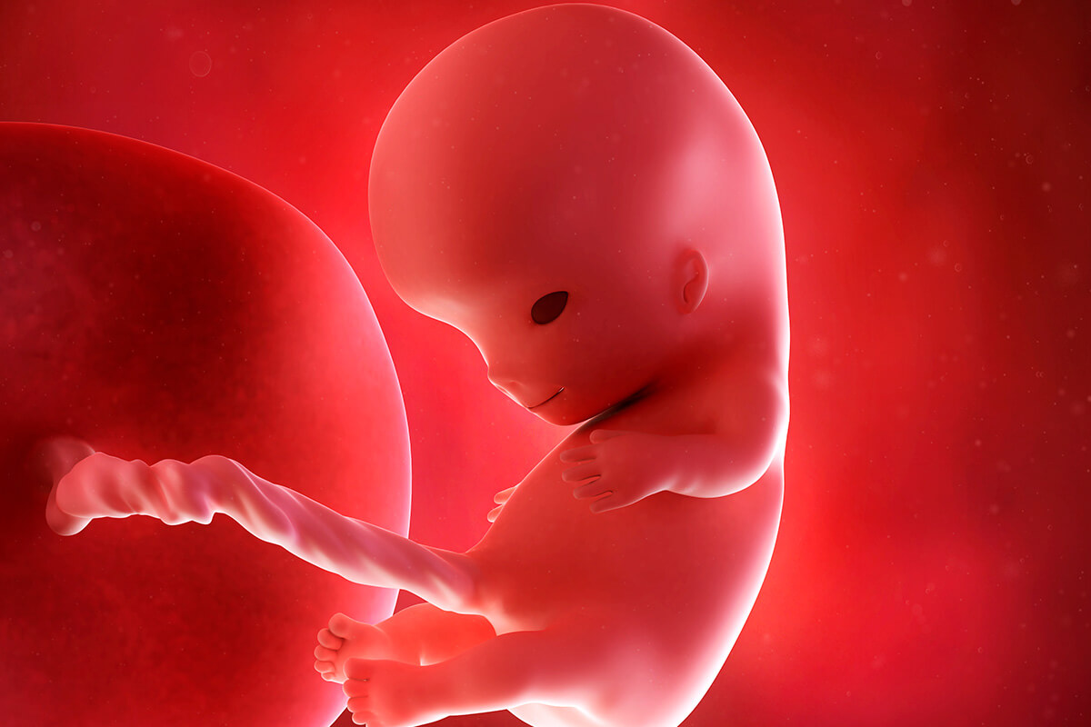 Embryon après la gastrulation