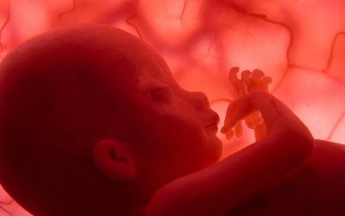 Een baby in de baarmoeder