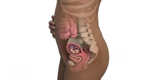 Le ventre commence à grandir pendant la 13ème semaine de grossesse.