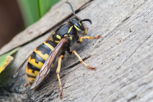 Existen diversas maneras de prevenir las picaduras de insectos en los niños.