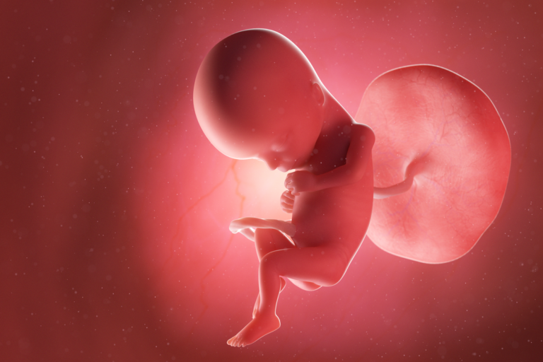 Semana 15 del embarazo: síntomas, desarrollo del bebé y recomendaciones