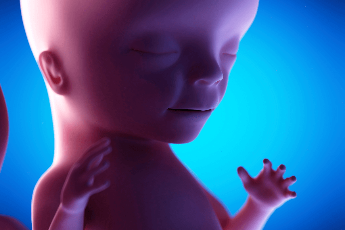 Bebé en la semana 15