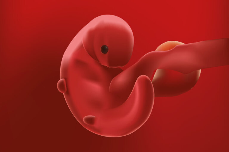 Semana 4 del embarazo: síntomas, desarrollo del bebé y recomendaciones